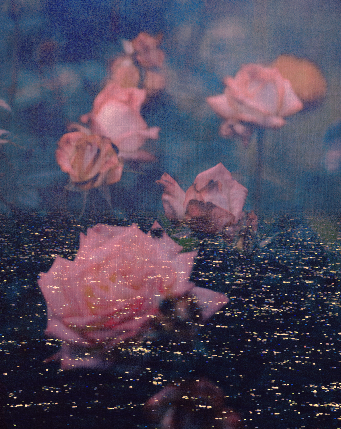 Roses on the sea