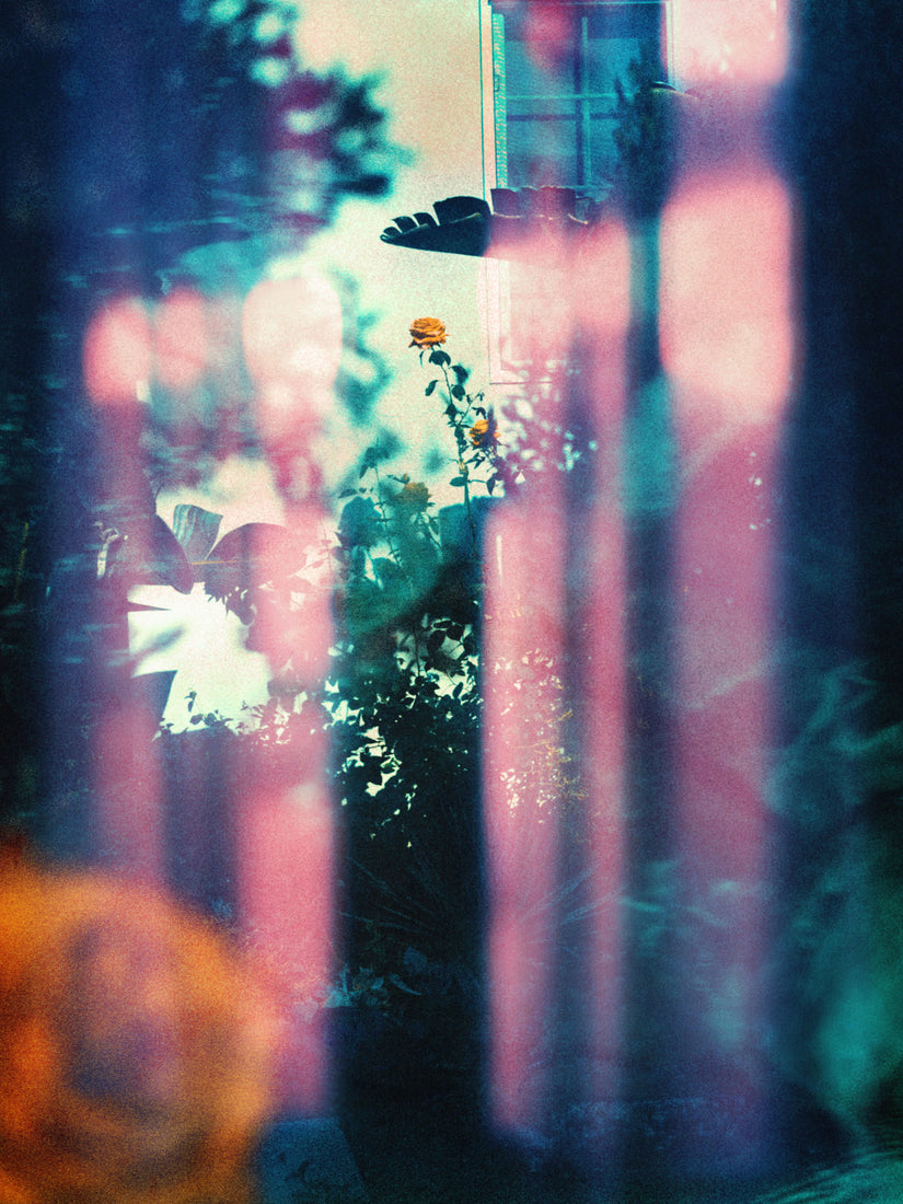 Flower & Light